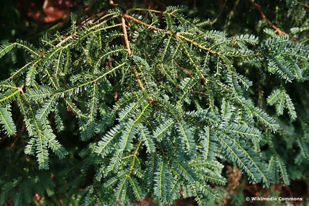 Gartenbäume zwischen 10 und 20 Metern - Europäische Eibe 'Amersfoort'