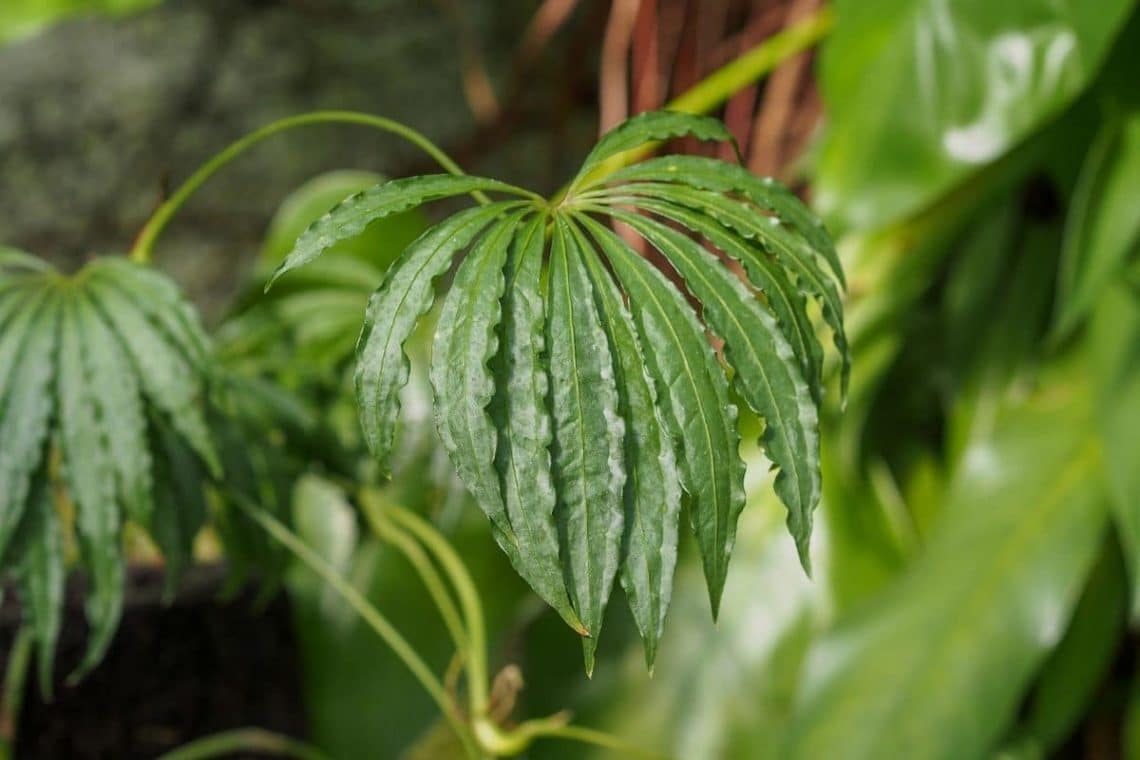 Falscher Hanf (Anthurium polyschistum)