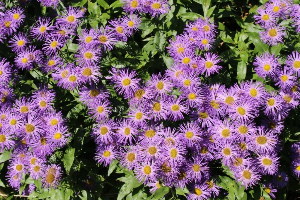 Feinstrahlastern - Erigeron speciosus