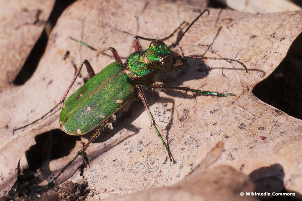 Feld-Sandlaufkäfer (Cicindela campestris), heimischer Käfer