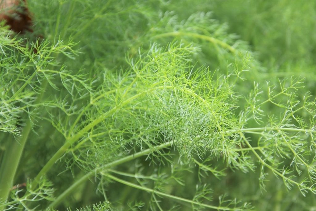 Fenchel - Foeniculum vulgare