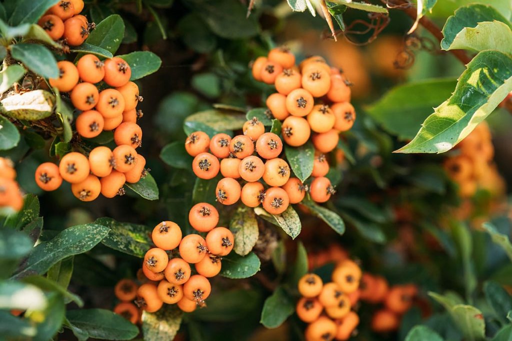 Feuerdorn (Pyracantha coccinea)