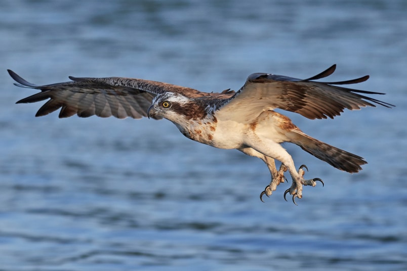 Fischadler (Pandion haliaetus)