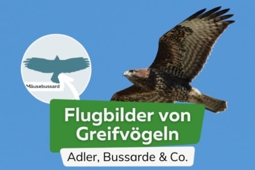 Flugbilder von 17 heimischen Greifvögeln