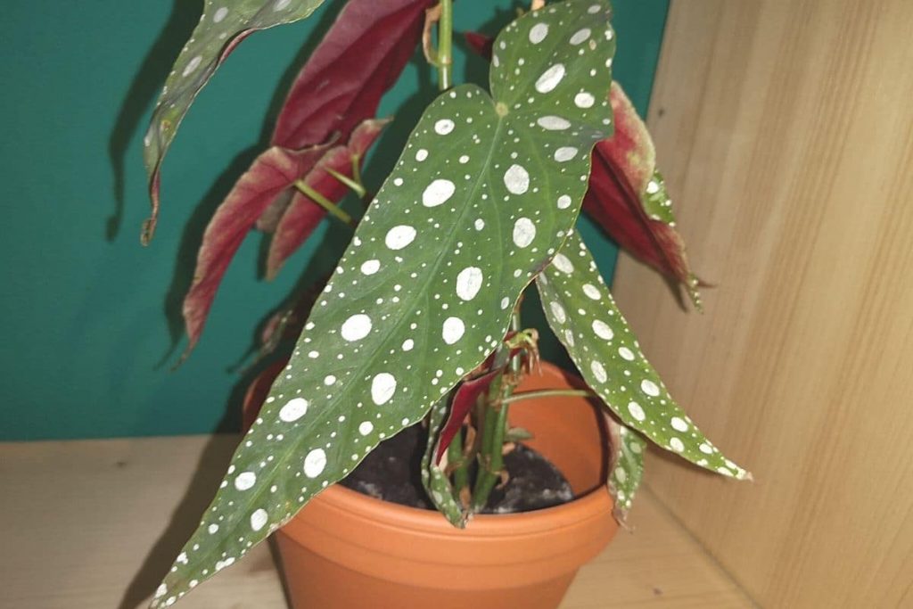 Polka-Dot-Begonie - Begonia maculata