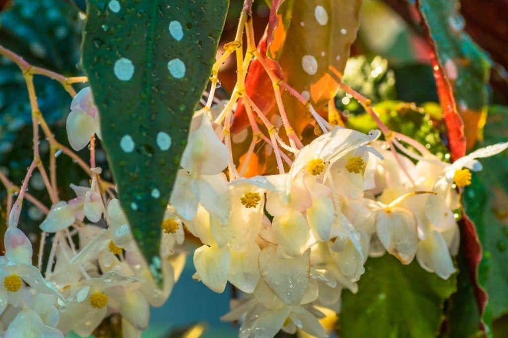 Blüte der Polka-Dot-Begonie