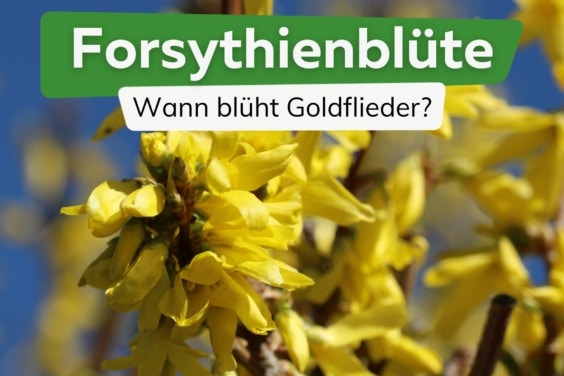 Forsythienblüte Titel