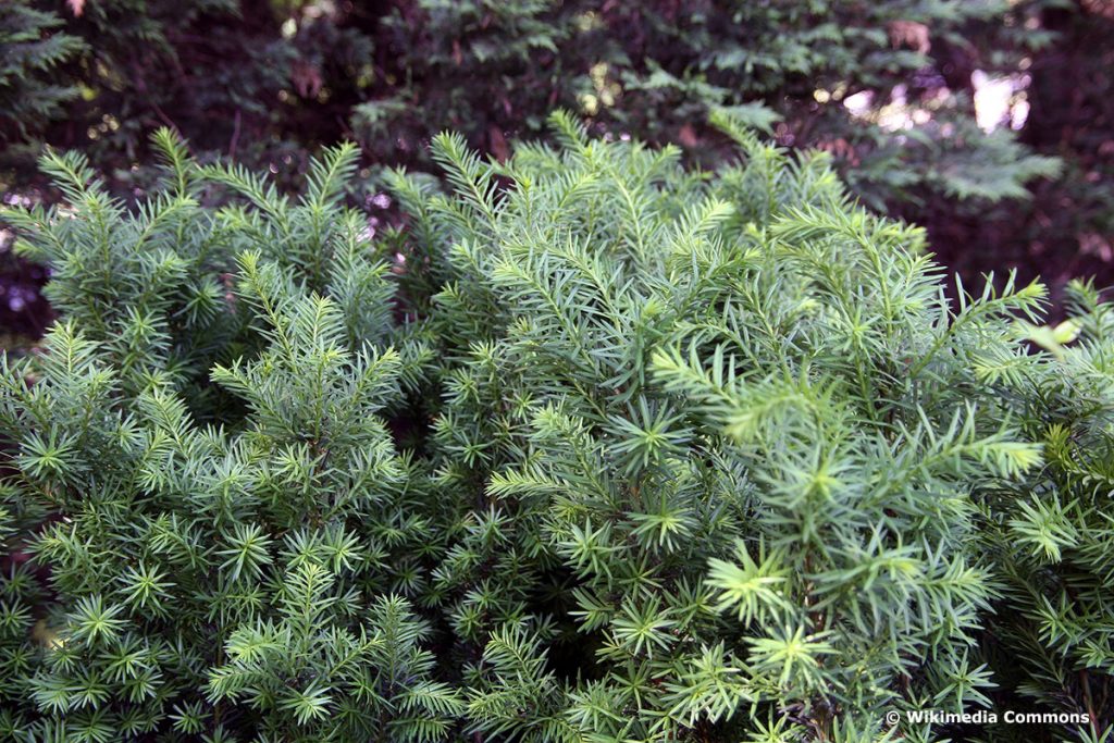 Fruchtende Bechereibe (Taxus media 'Hicksii'), Heckenpflanze