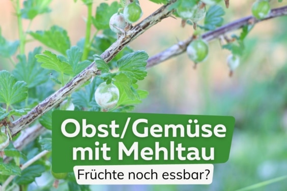 Sind Gurken, Trauben & Co trotz Mehltau essbar?