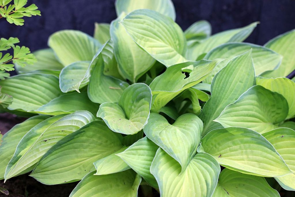 Funkien (Hosta), Begleitpflanzen