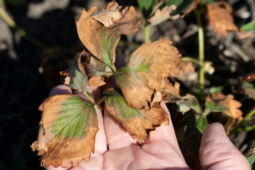 Gurken sterben ab - Fusarium-Welke