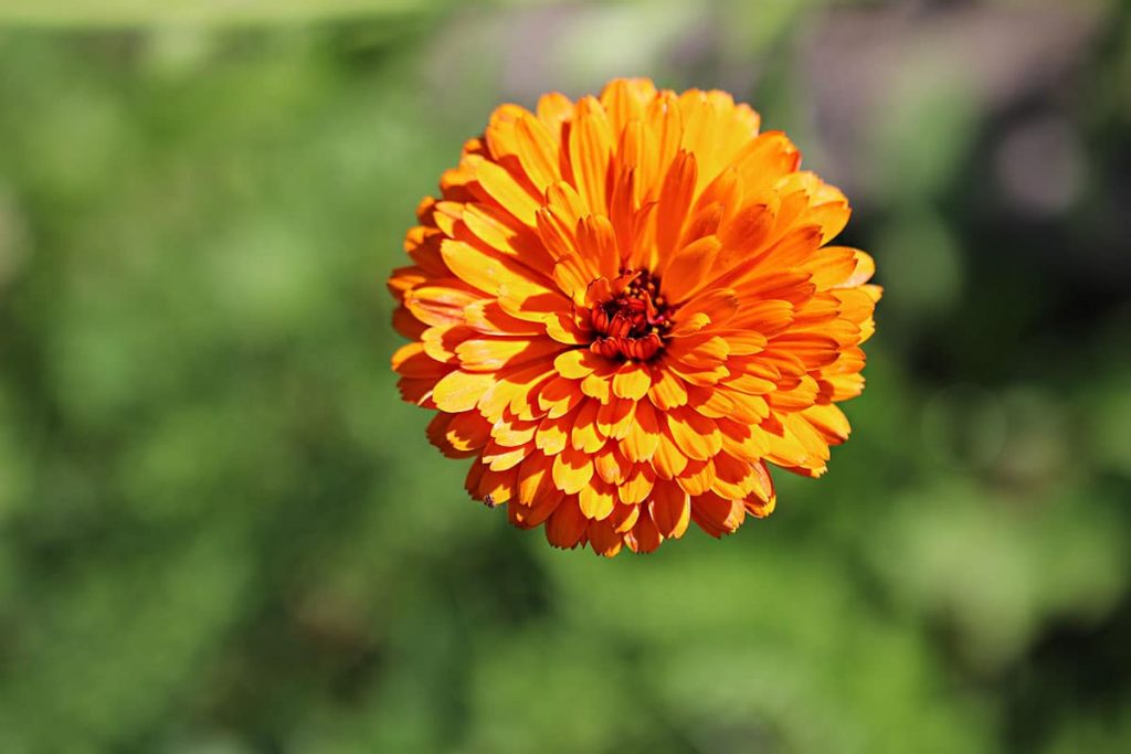 Ringelblume (Calendula officinalis)