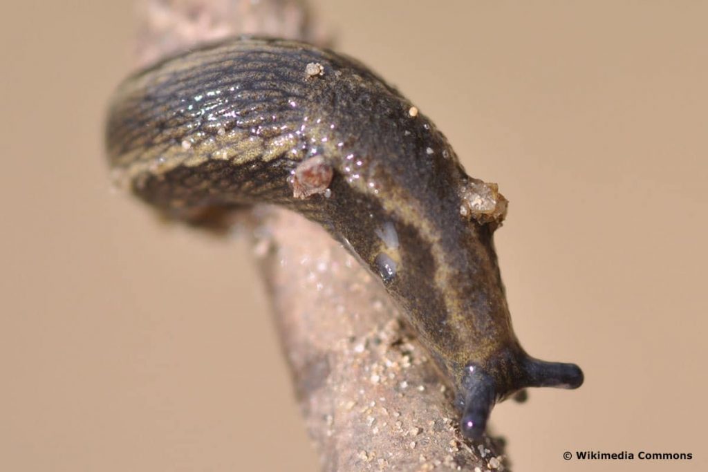 Garten-Wegschnecke (Arion hortensis), Radieschen angefressen