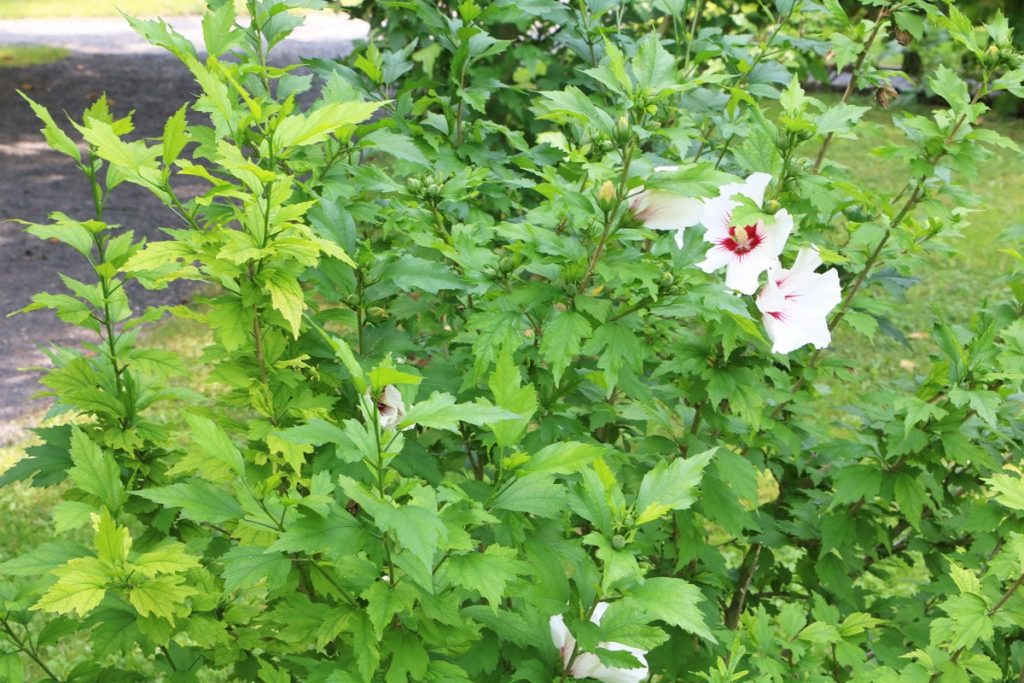 Gartenhibiskus - Hibiscus syriacus