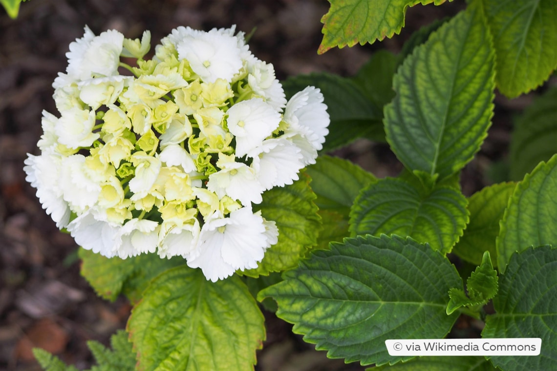 Gartenhortensie (Hydrangea macrophylla 'Schneeball')