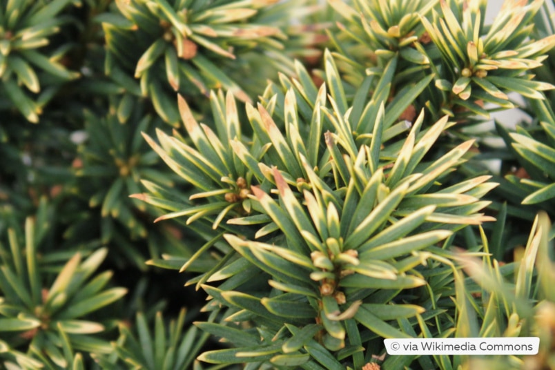 Gelbe Säuleneibe (Taxus baccata 'Fastigiata aureomarginata')