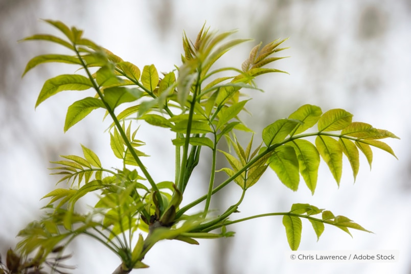 Gemeine Esche (Fraxinus excelsior)