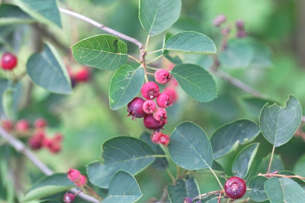 Gewöhnliche Felsenbirne - Amelanchier ovalis