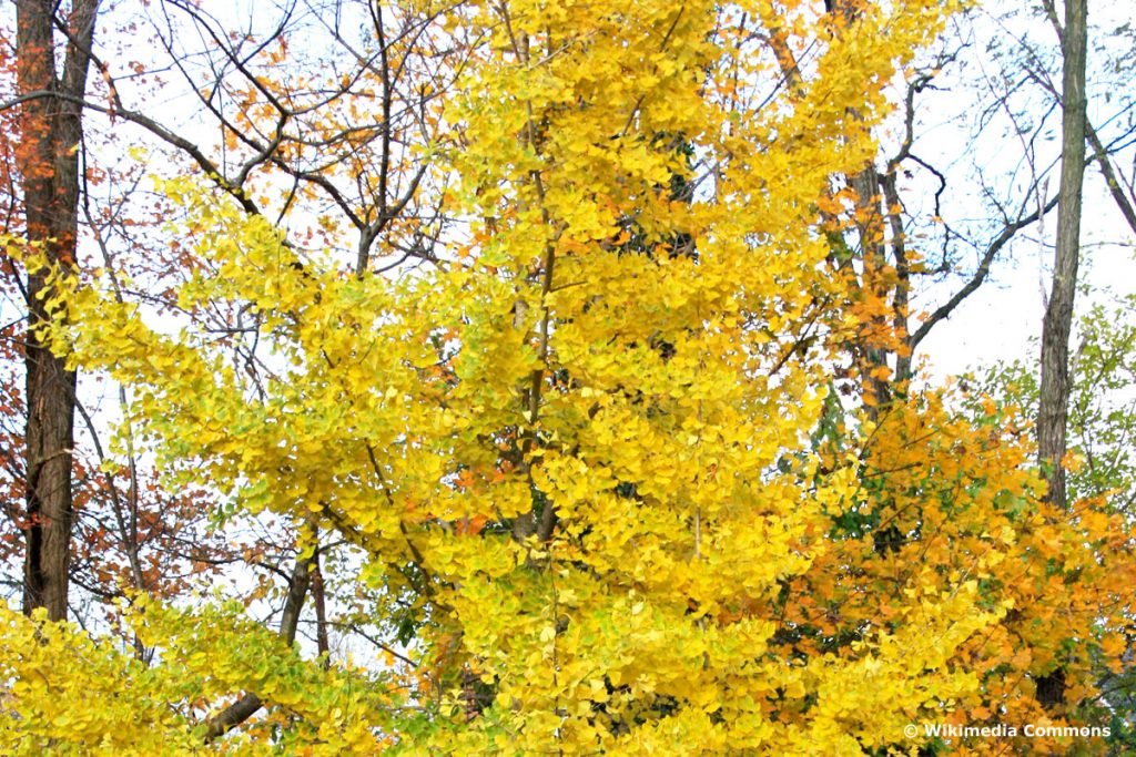 Gartenbäume zwischen 10 und 20 Metern