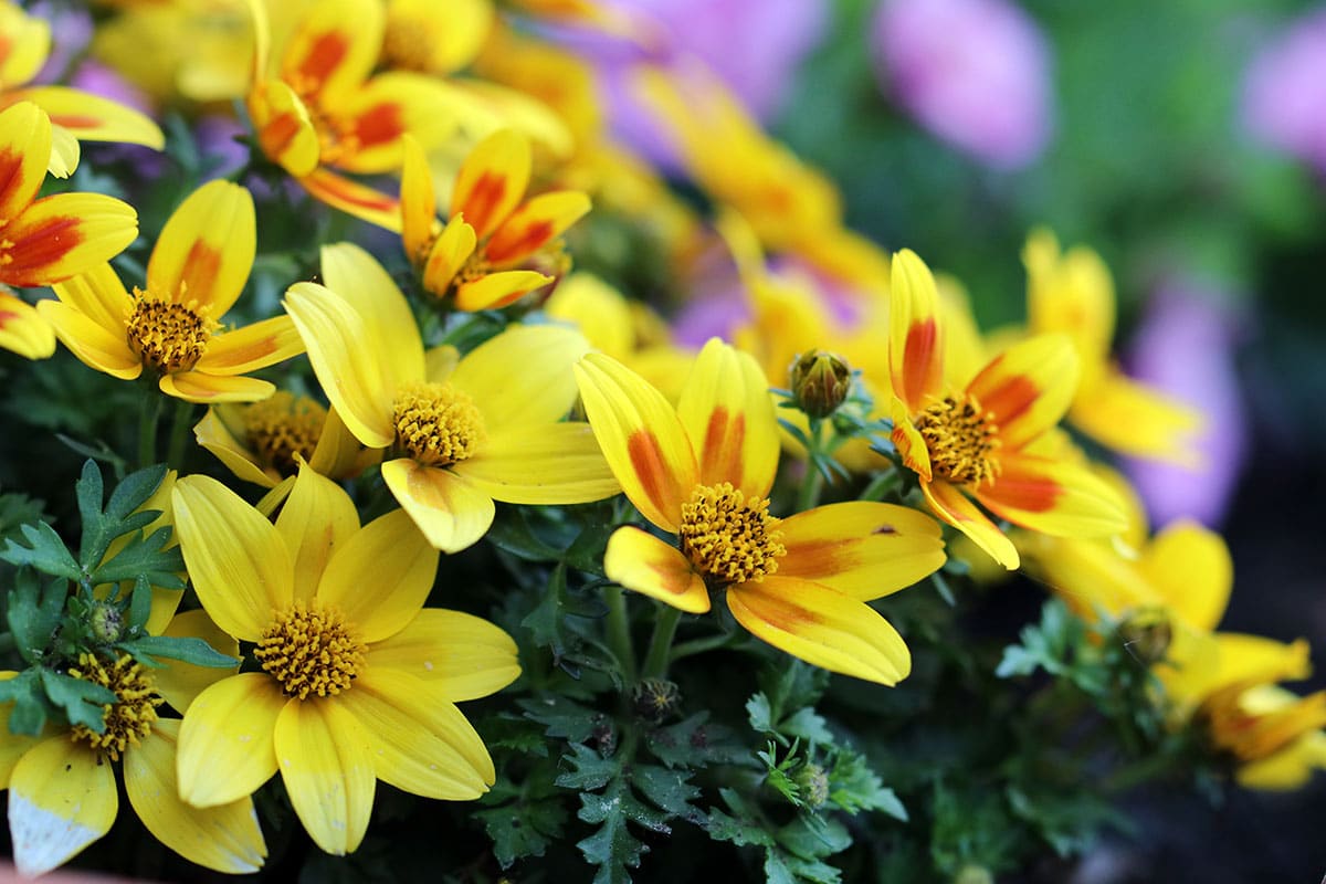 Pflanze für Blumenampel: Zweizahn - Bidens ferulifolia