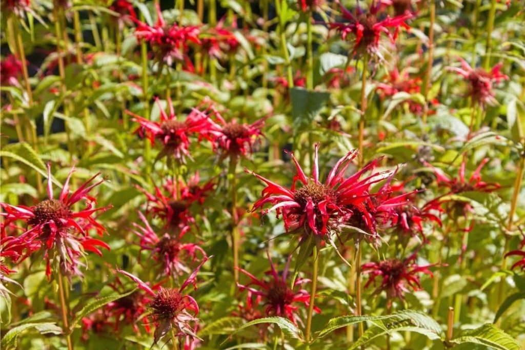 Goldmelisse - Monarda didyma