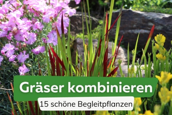 Gräser kombinieren: 15 ideale Begleitpflanzen