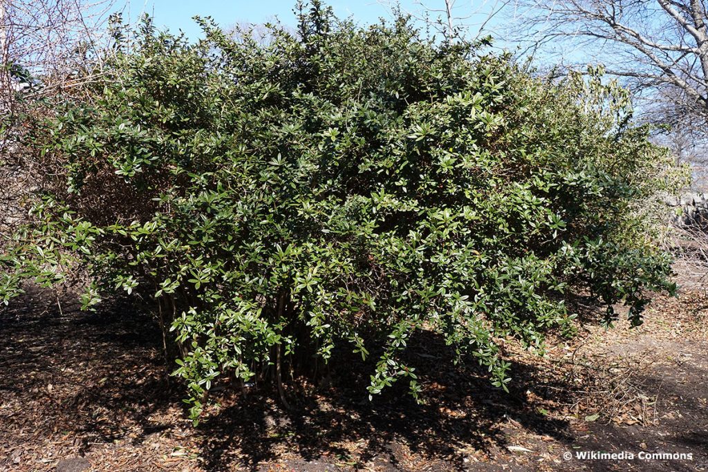 Großblättrige Berberitze (Berberis julianae)