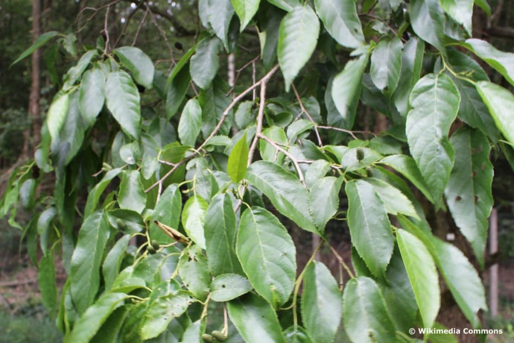 Großblättrige Erle - Alnus spaethii