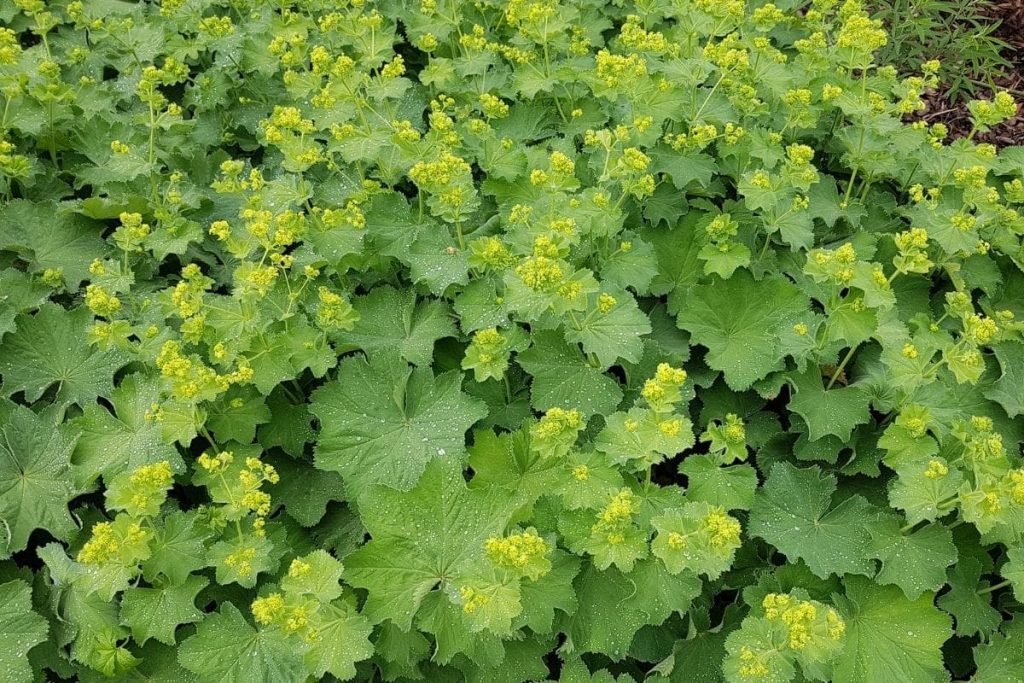 Großblättriger Frauenmantel (Alchemilla mollis)