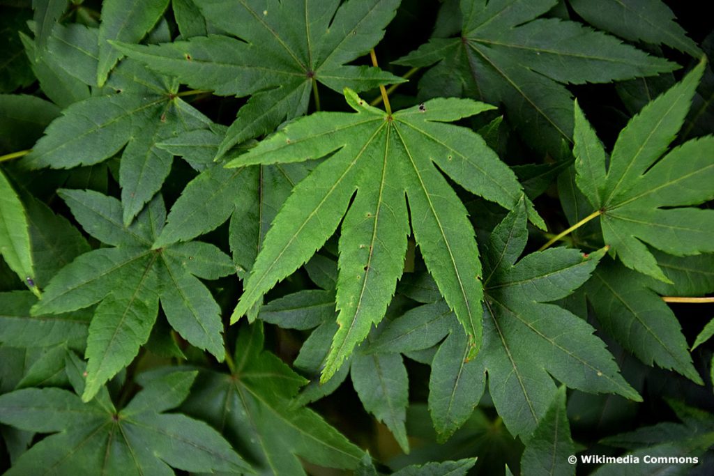 Grüner Schlitzahorn (Acer palmatum)