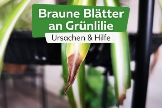 Grnlilie bekommt braune Bltter/Spitzen: was tun?