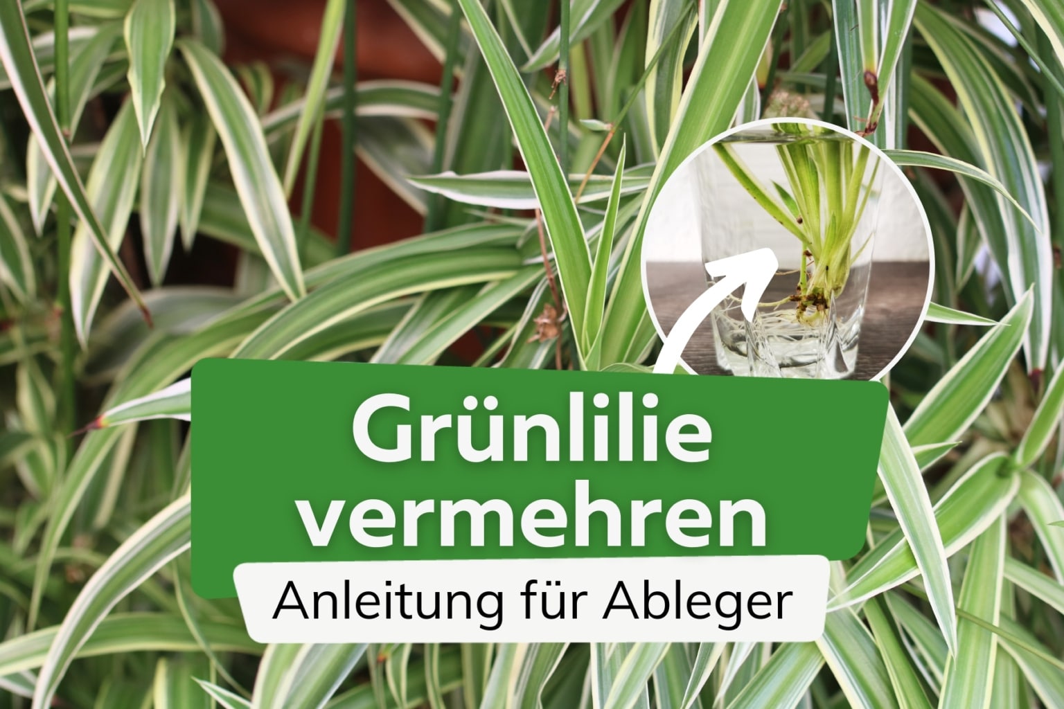 Grunlilie Ableger In Wasser