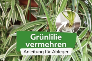 große monstera pflanze kaufen Monstera Deliciosa | Kaufen Sie seltene Pflanzen online main image 1