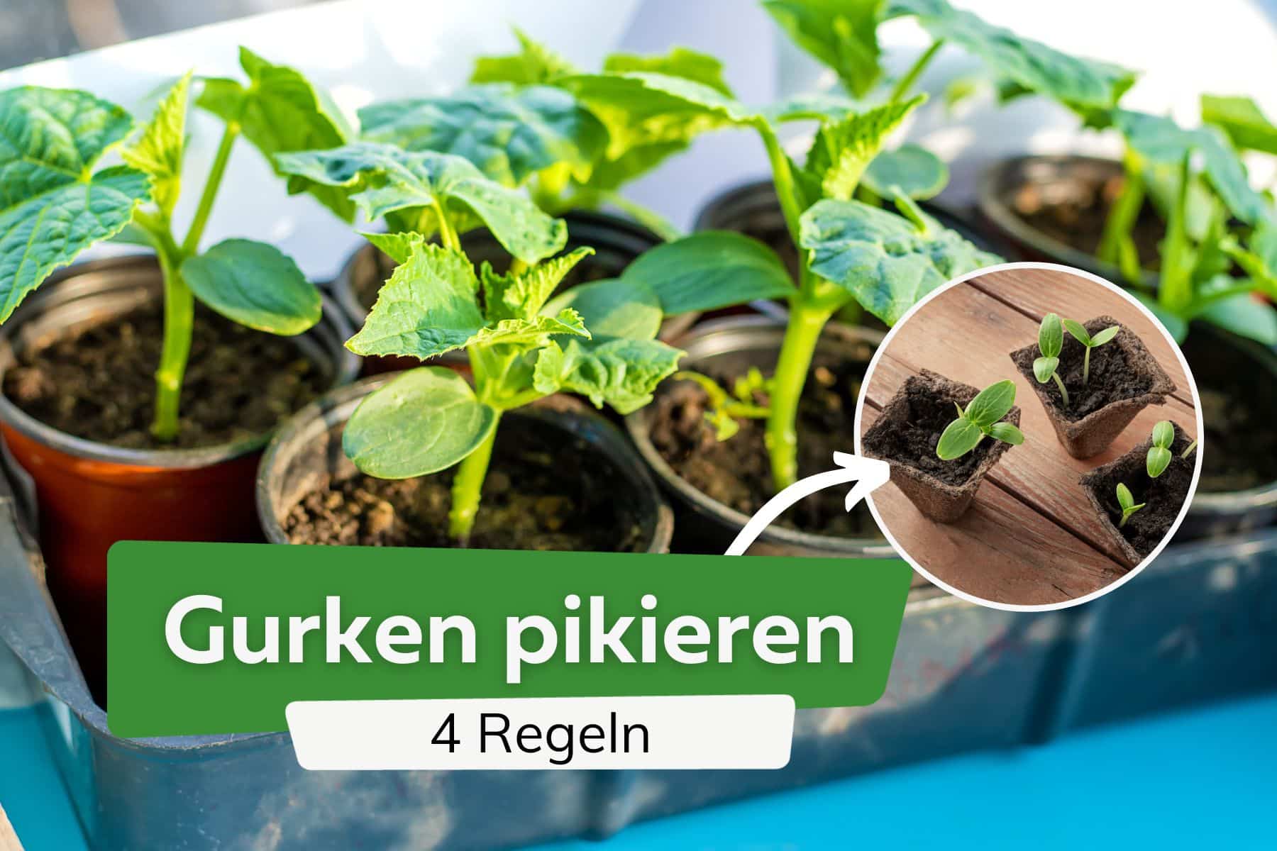 Gurken pikieren: die wichtigsten 4 Regeln