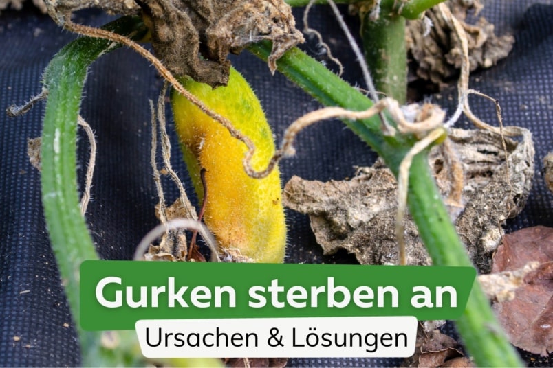 Gurken sterben plötzlich ab: was tun?