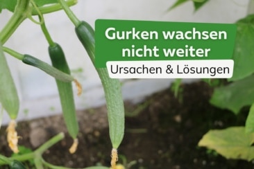 Gurken wachsen nicht weiter: woran liegt es?