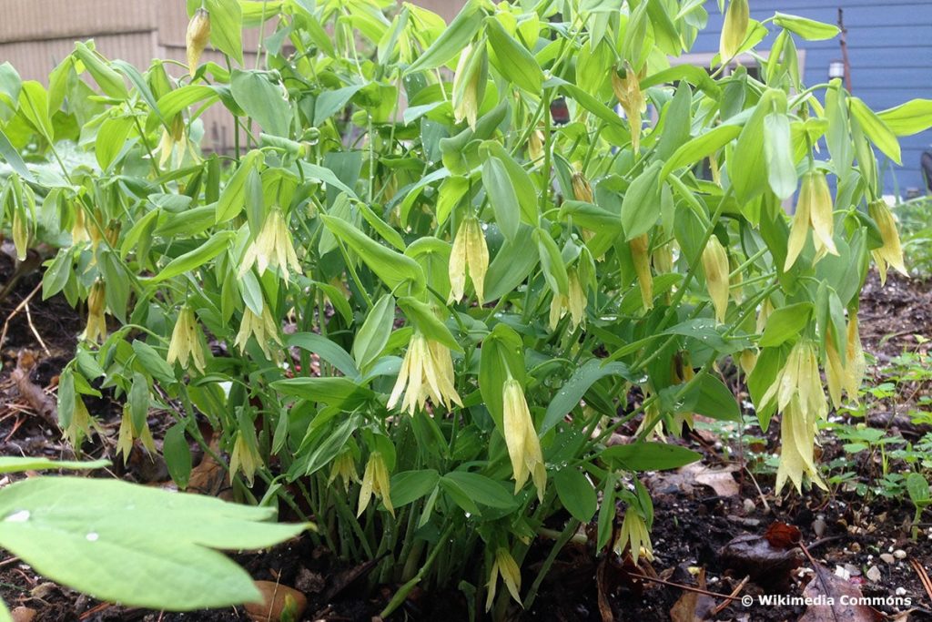 Hänge Goldglocke (Uvularia grandiflora)