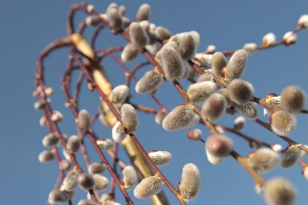 Hängende Kätzchenweide - Salix caprea 'Pendula'