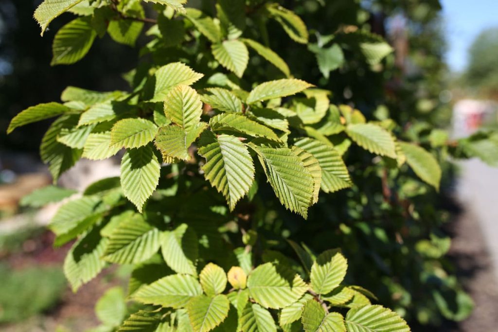 Hainbuche - Carpinus betulus