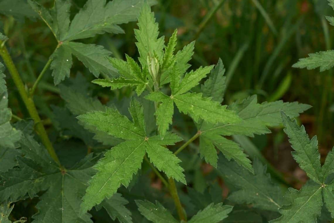 Hanfblättriger Eibisch (Althaea cannabina)