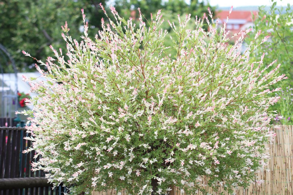 Harlekinweide - Salix integra 'Hakuro nishiki'