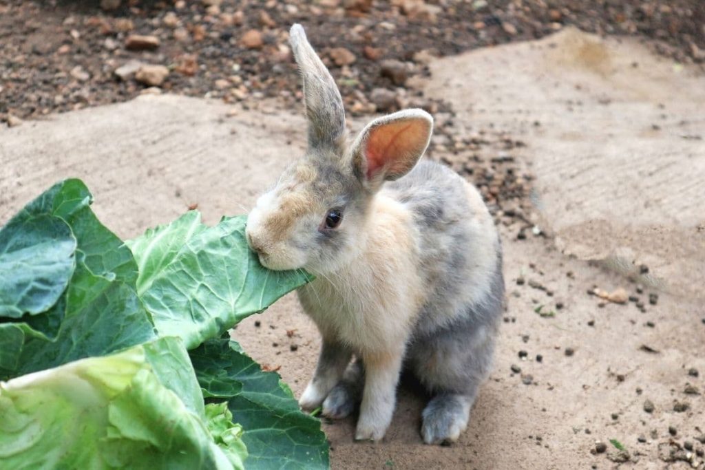 Hase frisst Kohlblätter