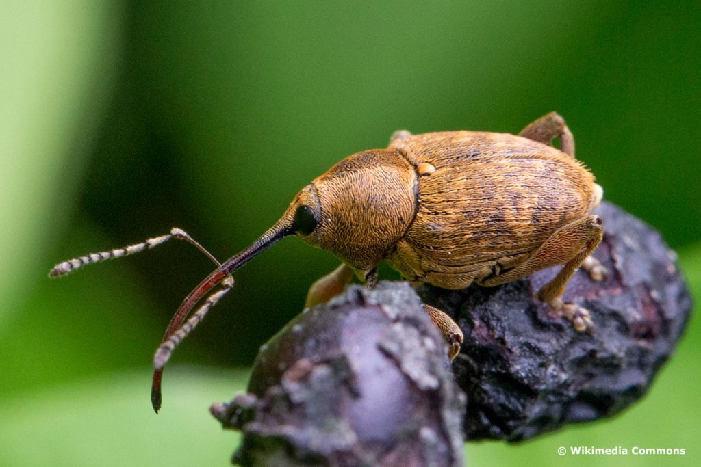 Haselnussbohrer (Curculio nucum)