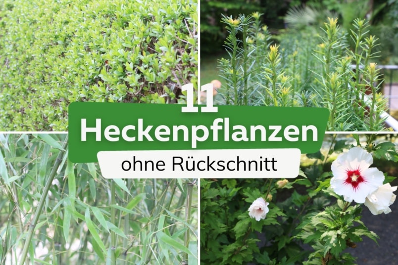 11 Hecken, die nicht geschnitten werden müssen