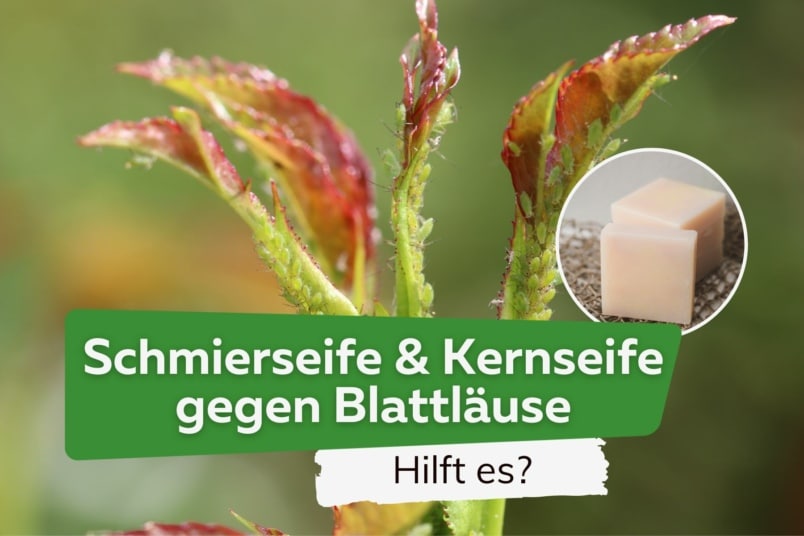 Helfen Schmierseife & Kernseife gegen Blattläuse?