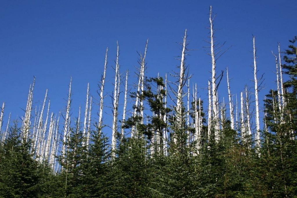 Kahle Hemlocktannen durch Hemlock-Wolllaus