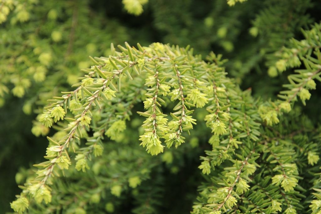 Hemlocktanne - Tsuga canadensis 'Jeddeloh'