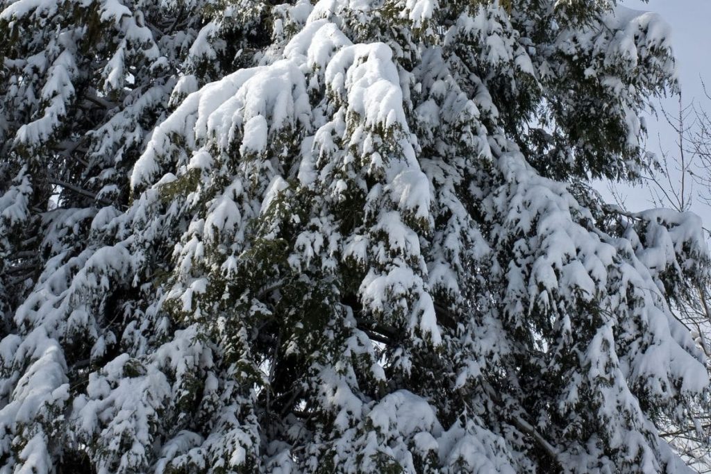 Hemlocktanne im Schnee