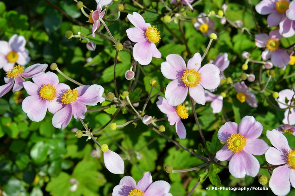 Herbstanemone (Anemone hupehensis)