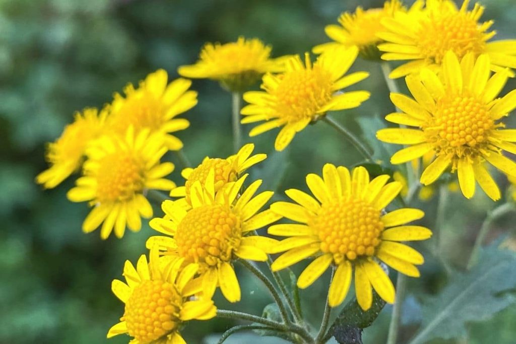 Herbstchrysanthemen - Chrysanthemum indicum